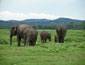 /images/Destination_image/Habarana/85x65/Elephants-in-Minneriya-National-Park,-Habarana, Sri Lanka.jpg